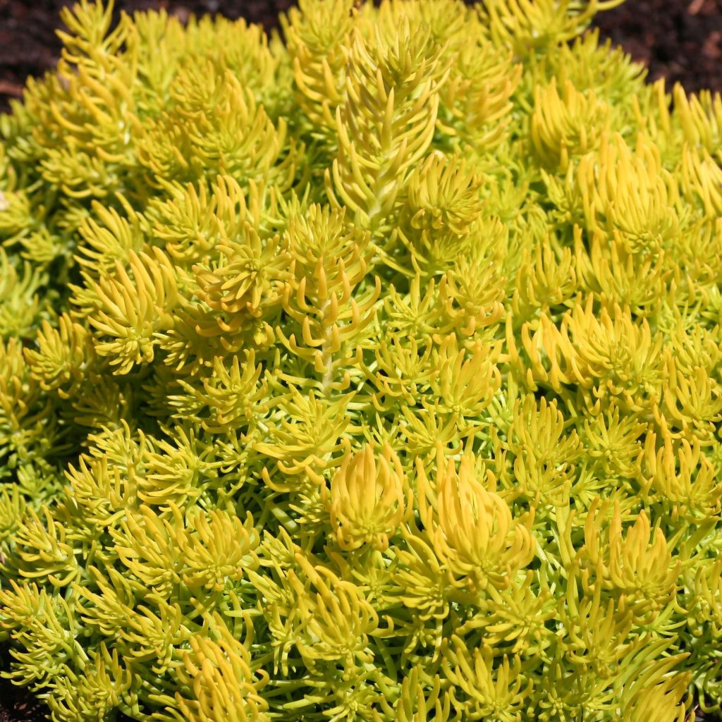 Sedum naklonené Sedum naklonené