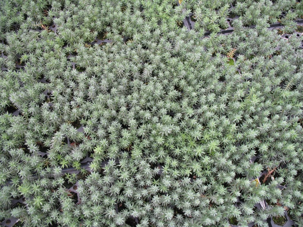Fotka pôdopokryvnej rastliny Sedum Fotka pôdopokryvnej rastliny Sedum