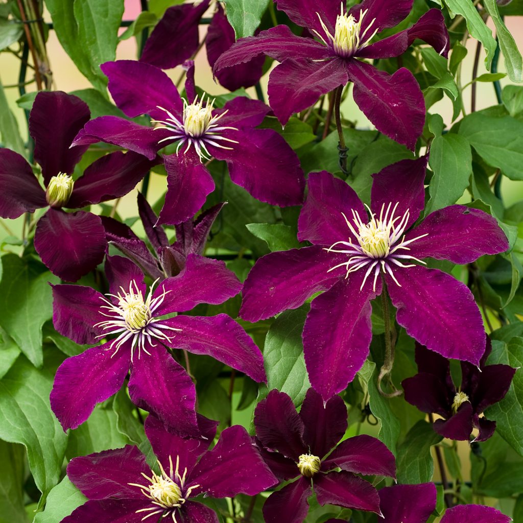Niobe clematis