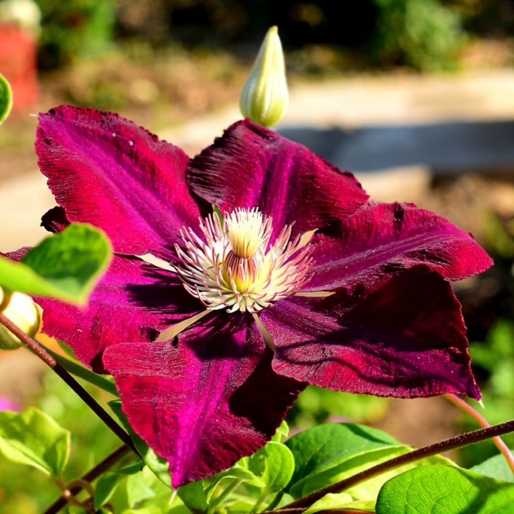 Odroda Clematis Sunset