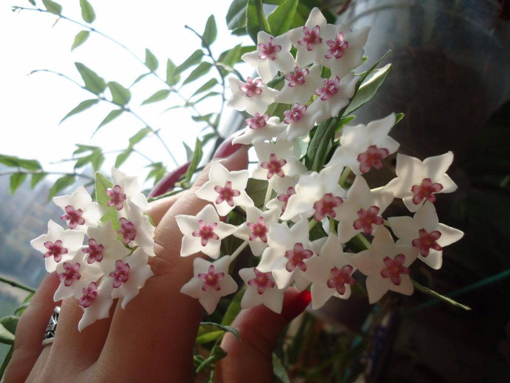 Hoya biela Hoya biela