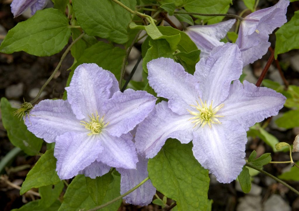 Popis modrého anjela Clematis Popis modrého anjela Clematis