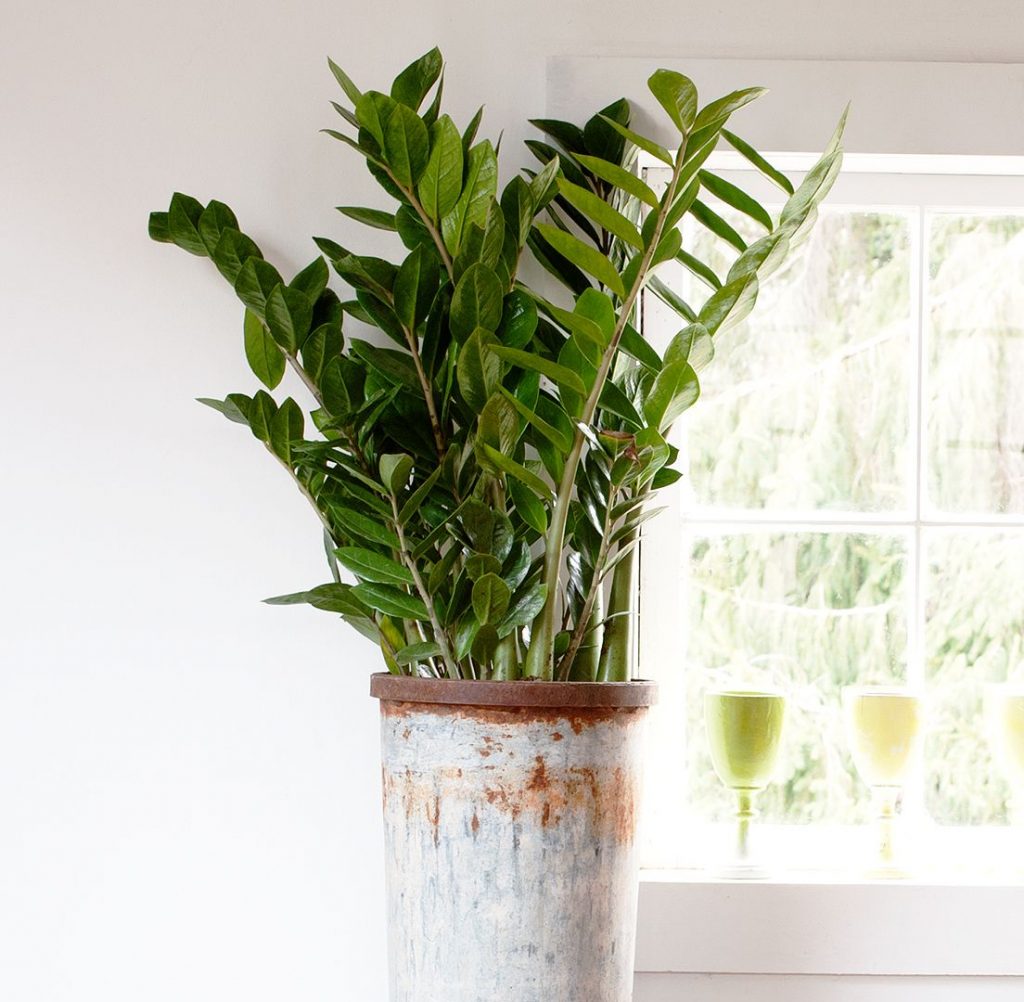 Kvetinová fotografia Zamioculcas