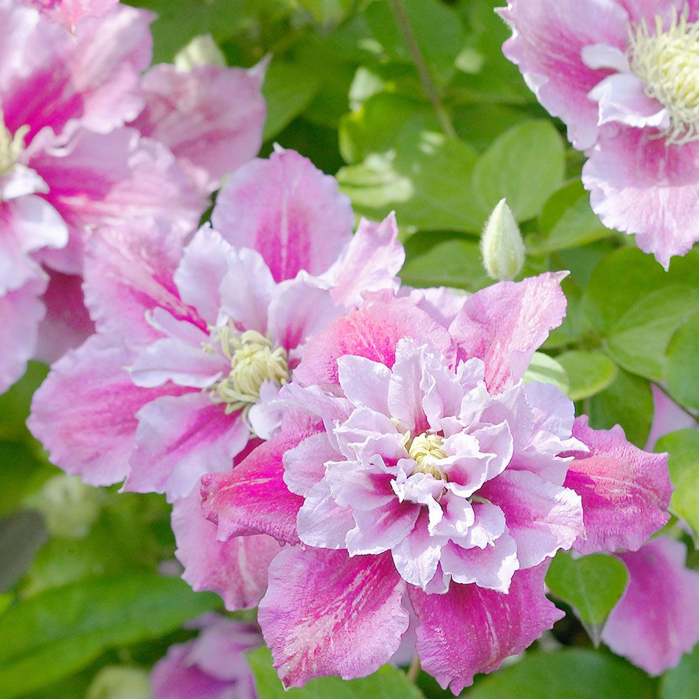 Clematis piilu výsadba a starostlivosť