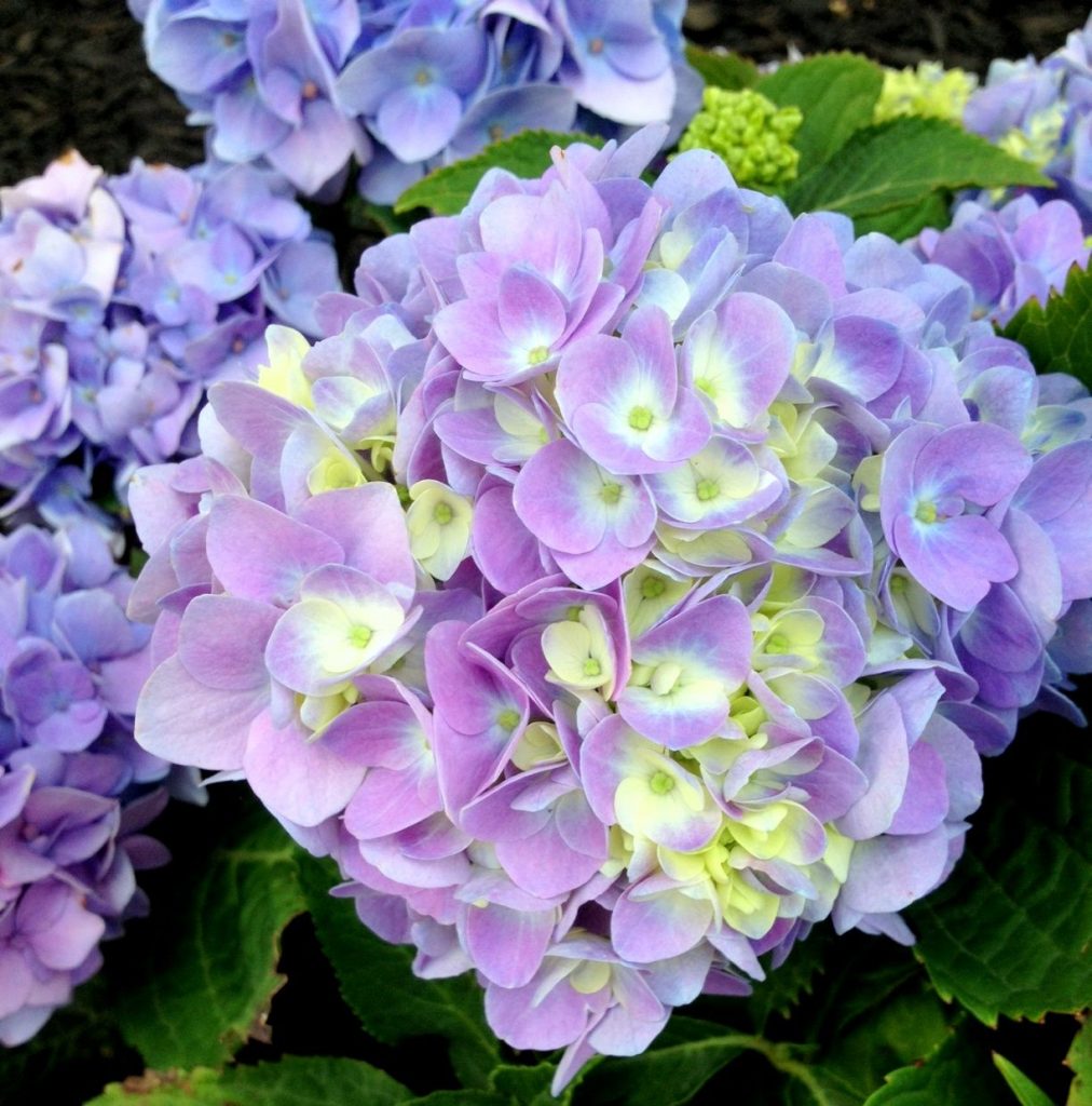 Hydrangea paniculata pieskové hranolky Hydrangea paniculata pieskové hranolky