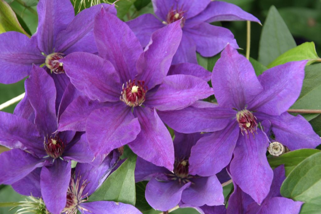 Recenzie prezidenta spoločnosti Clematis