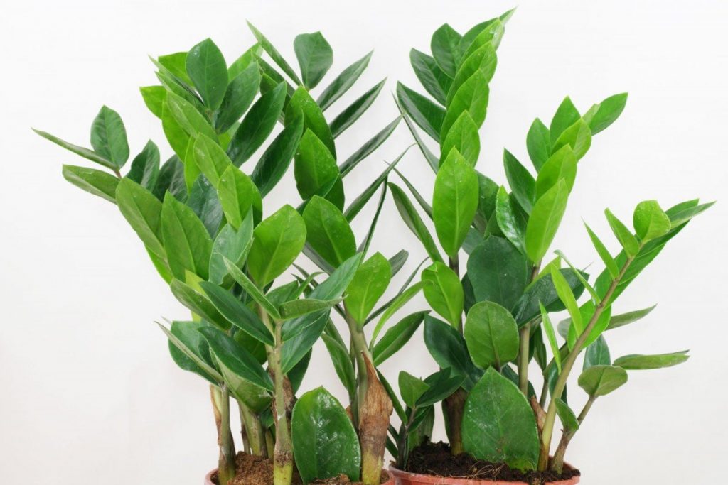 Ako zamioculcas rastie fotografia Ako zamioculcas rastie fotografia