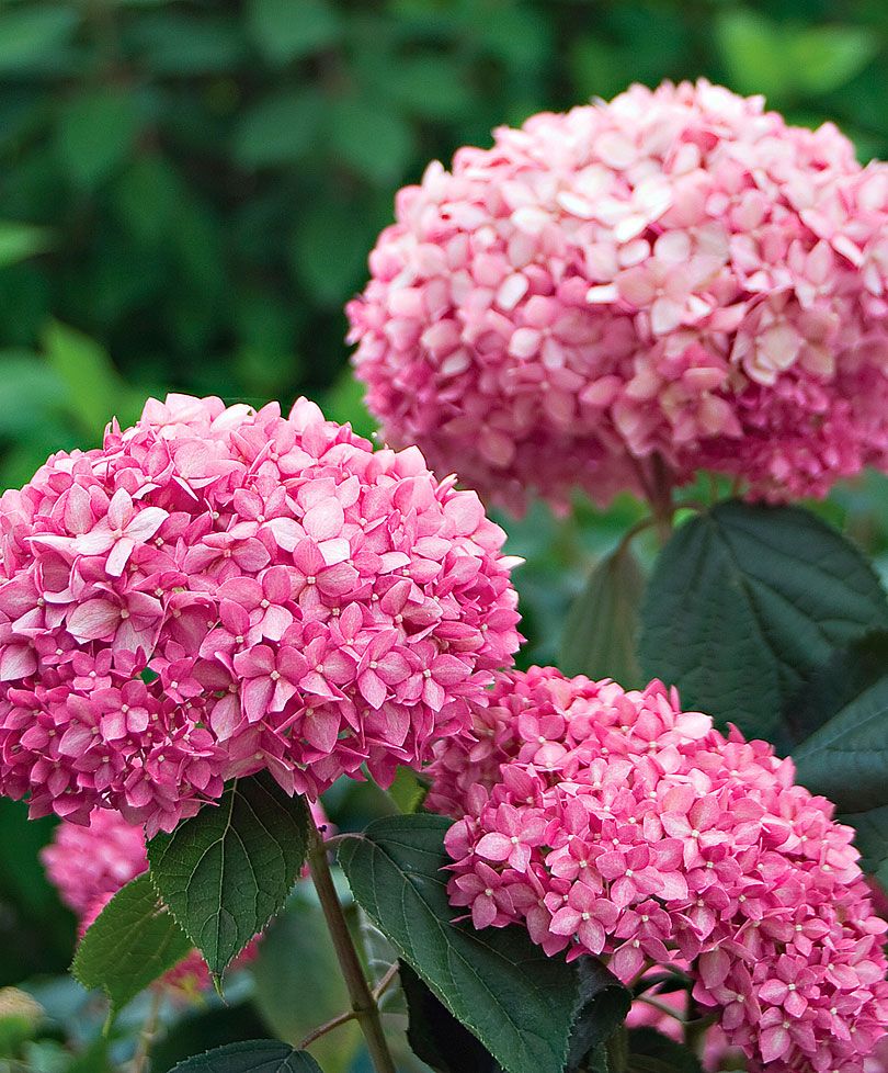 Hydrangea pink annabelle Hydrangea pink annabelle