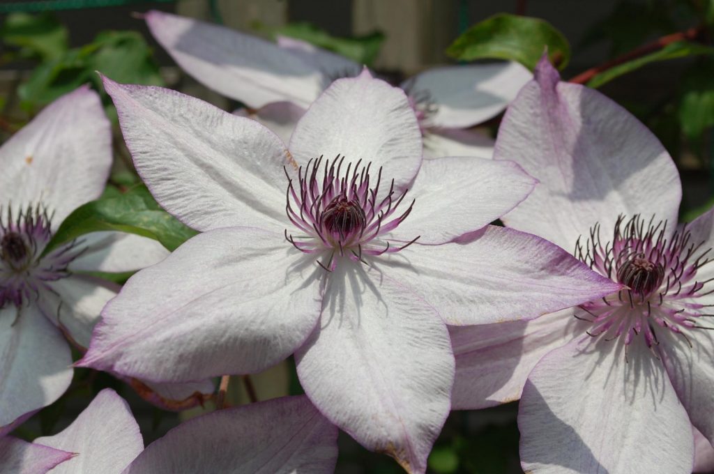 Clematis quaden yadwiga foto popis a recenzie