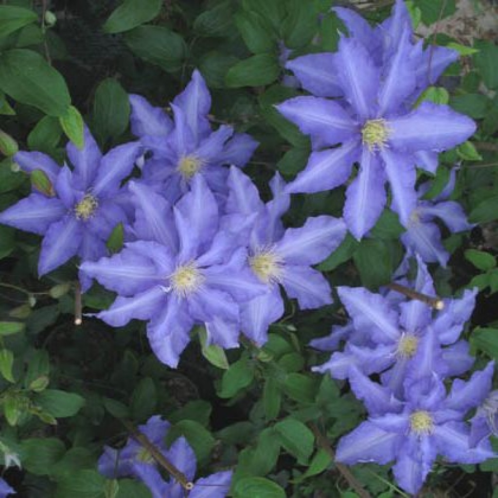 Clematis anna german