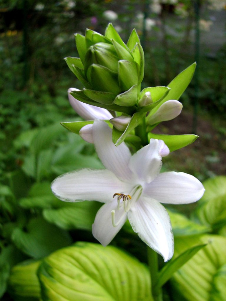 Vlastnosti a fotografie avokáda Hosta