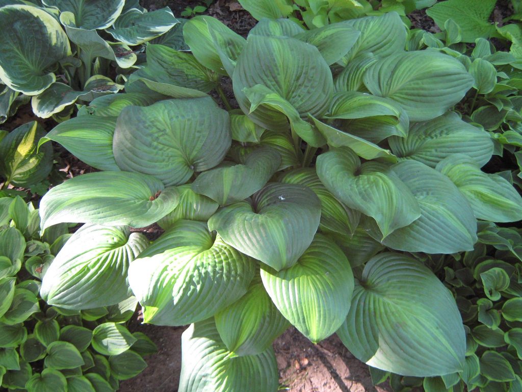 Hosta avokádo