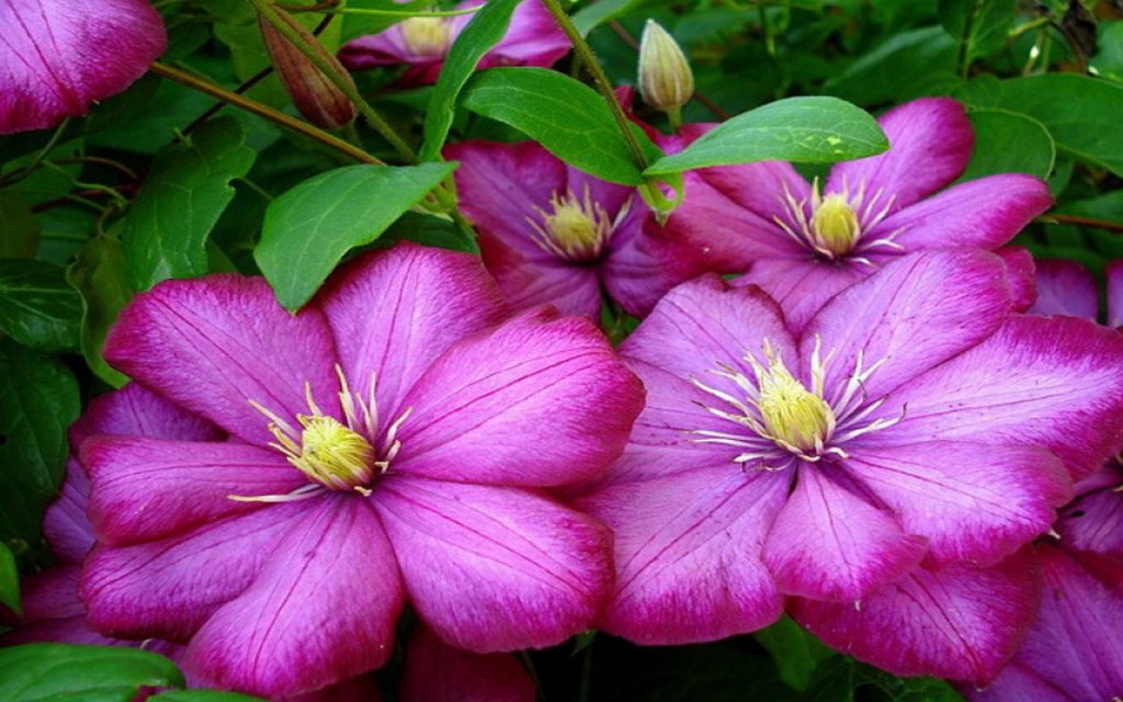 Fotky Clematis ville de lyon