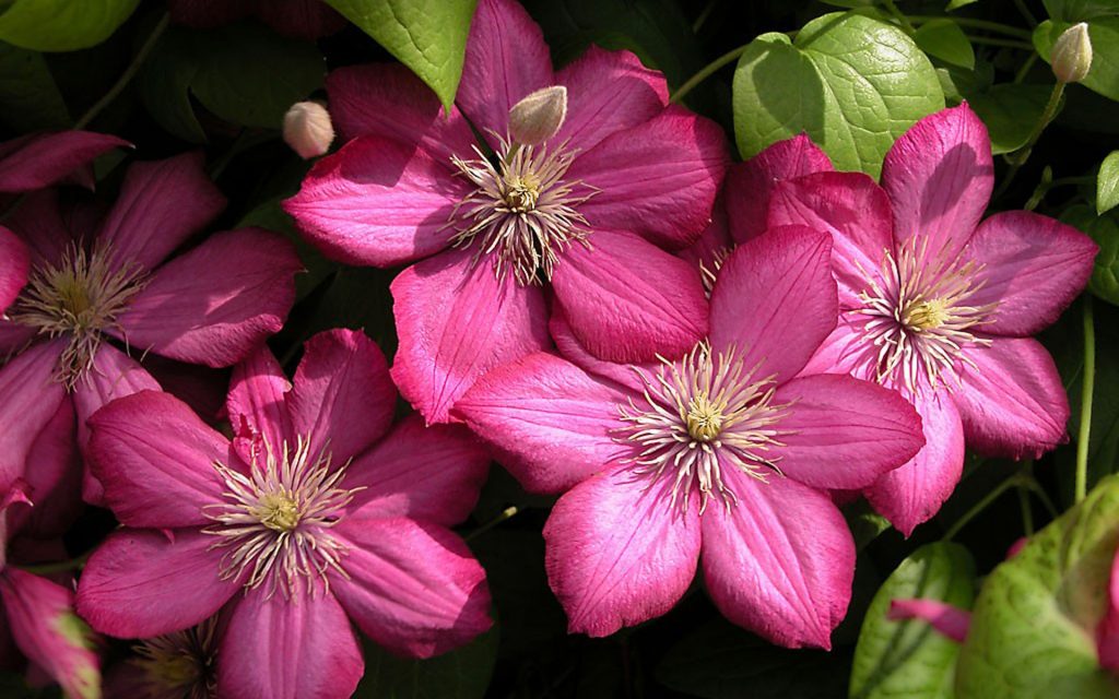 Recenzie na Ville de lion clematis