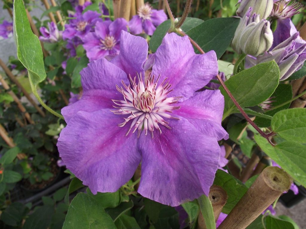 Skupina Clematis ashwa