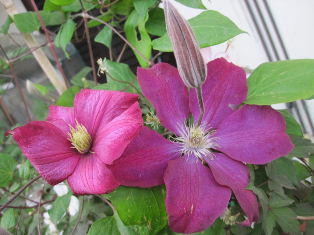 Západ slnka Clematis