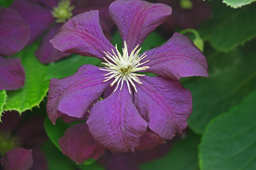 Recenzie na Clematis Gypsy Queen