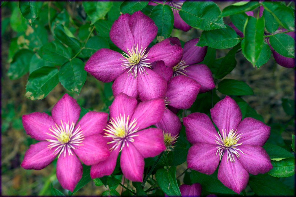 Opis Clematis ville de lyon