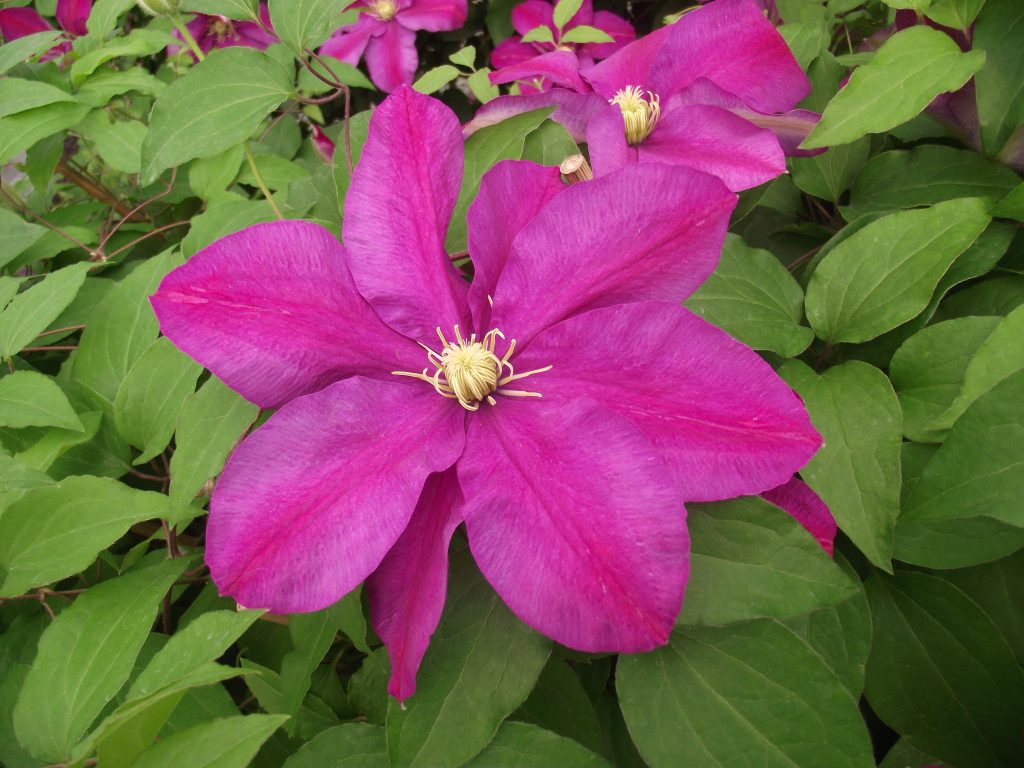 Clematis Sunset Popis
