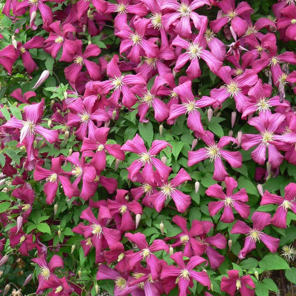 Clematis niobe orezávacia skupina