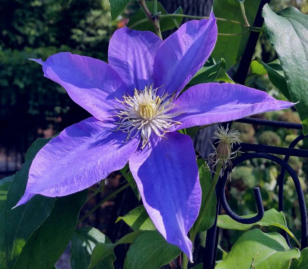 Clematis mandschurica Clematis mandschurica