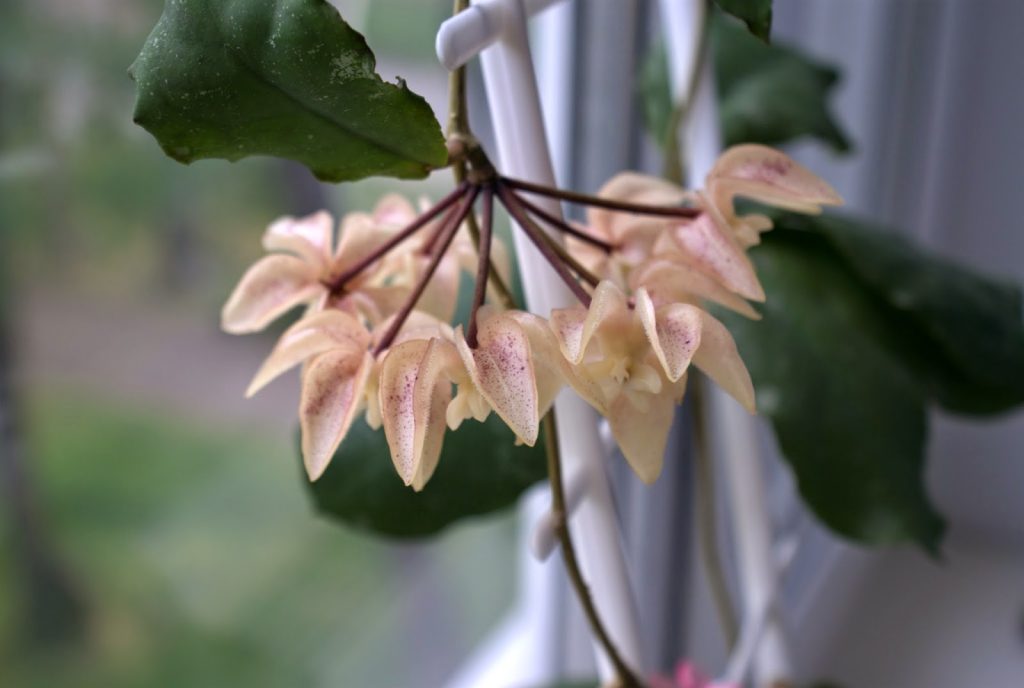 Starostlivosť o Hoya undulata Starostlivosť o Hoya undulata