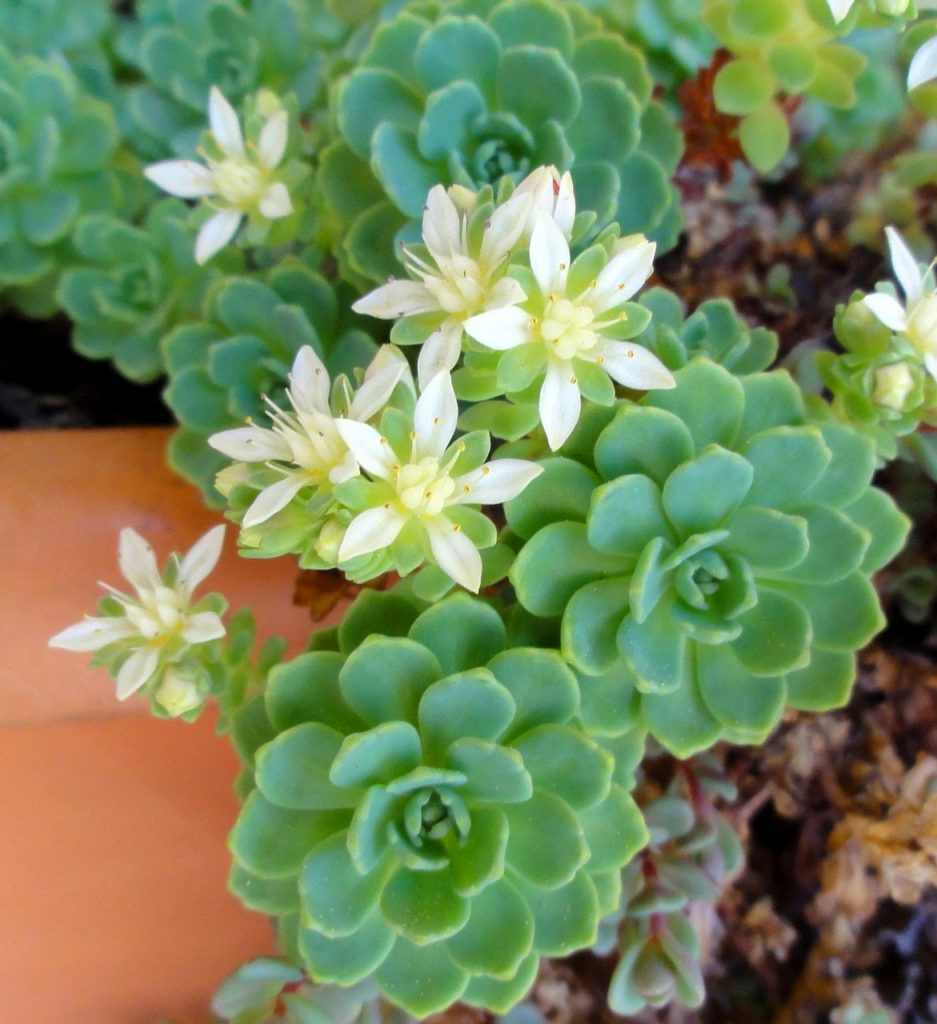 Kamčatka sedum sedum kamtschaticum Kamčatka sedum sedum kamtschaticum
