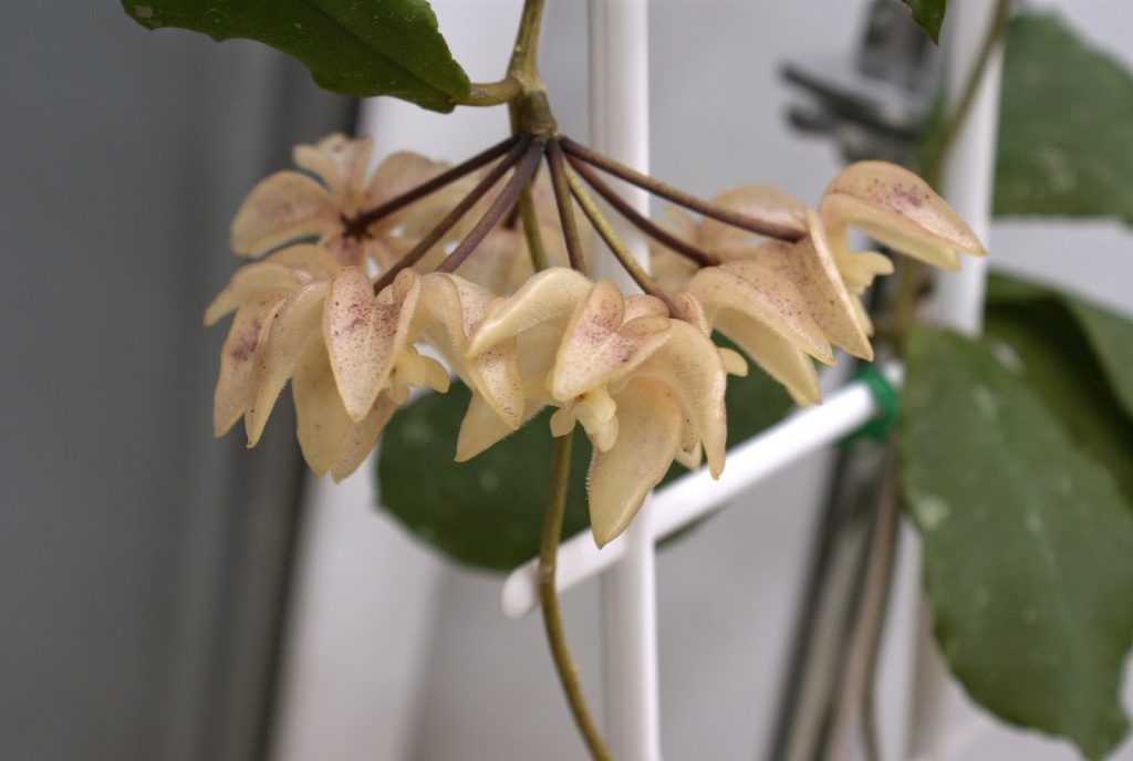 Kvitnutie Hoya undulata Kvitnutie Hoya undulata