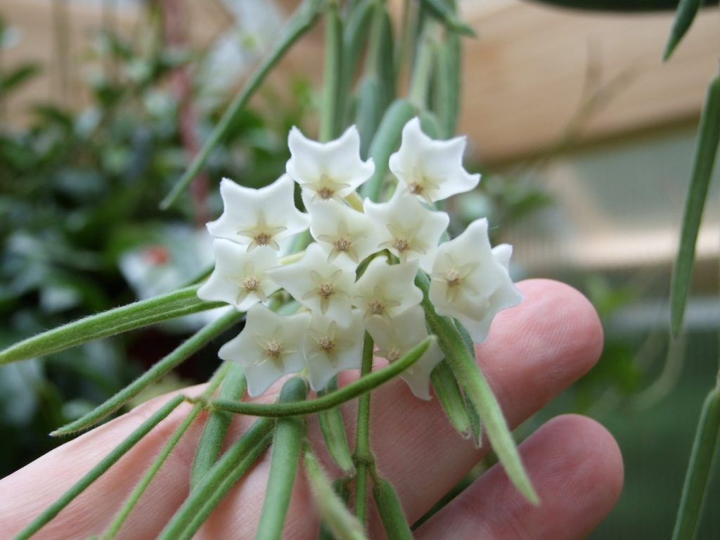 Kvety Hoya linearis Kvety Hoya linearis
