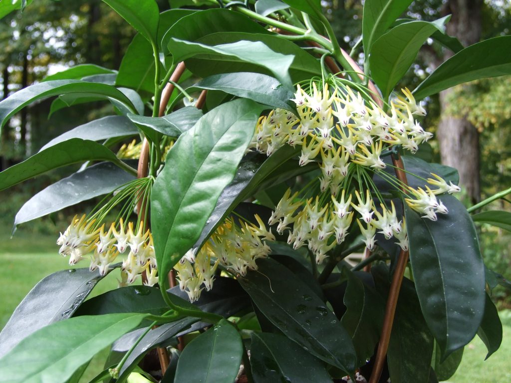 Domáca starostlivosť o Hoya multiflora Domáca starostlivosť o Hoya multiflora