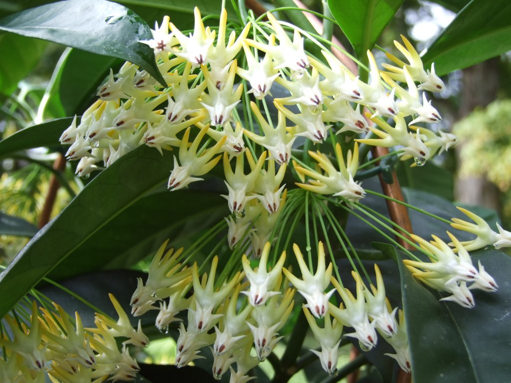 Fotografia Hoya multiflora Fotografia Hoya multiflora