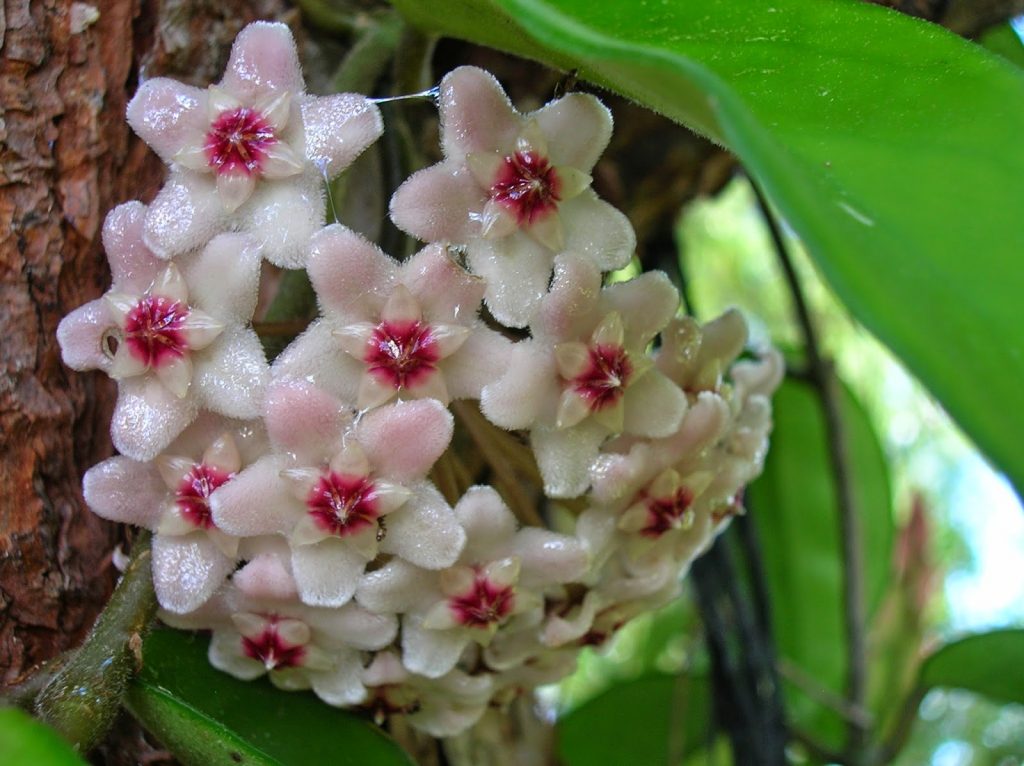 Hoya carnosa trikolóra Hoya carnosa trikolóra