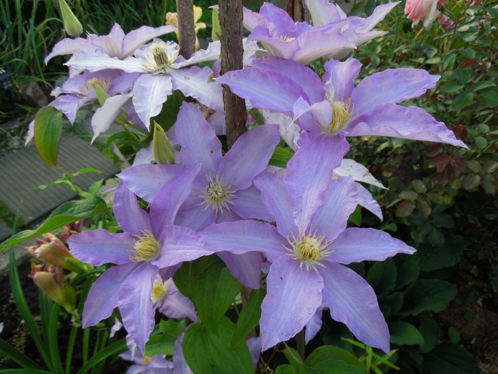 Clematis Anna nemecký popis