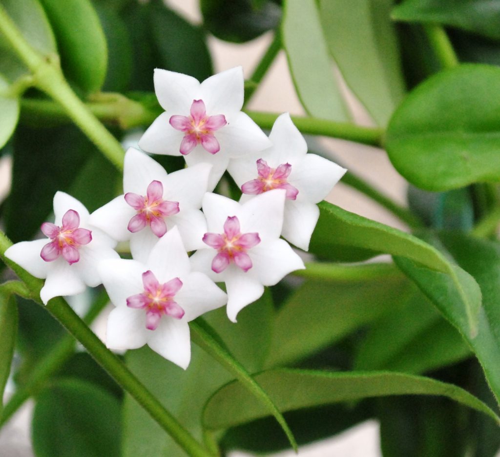 Hoya bella pestrá Hoya bella pestrá