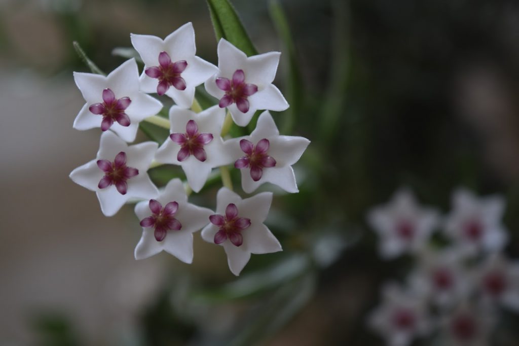 Hoya minibella Hoya minibella