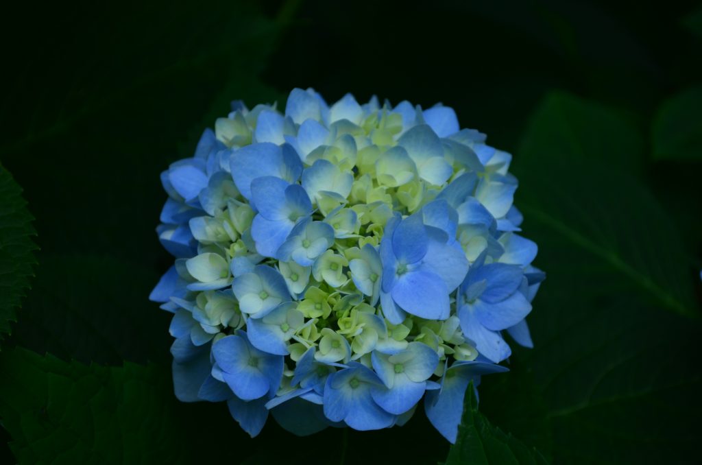 Hydrangea kiushu foto: Hydrangea kiushu foto: