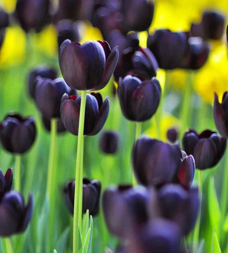 Čo je čierny tulipán