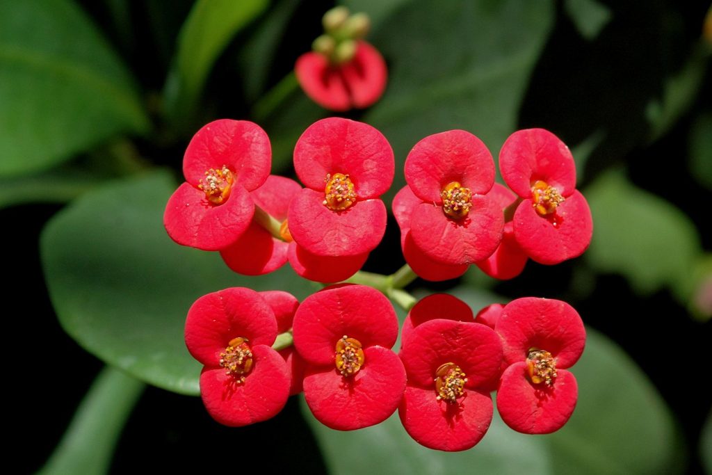 Euphorbia míle znamenia a povery