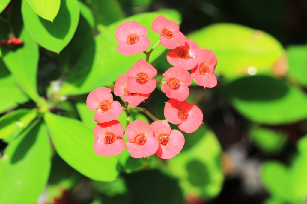 Starostlivosť o kilometre Euphorbia