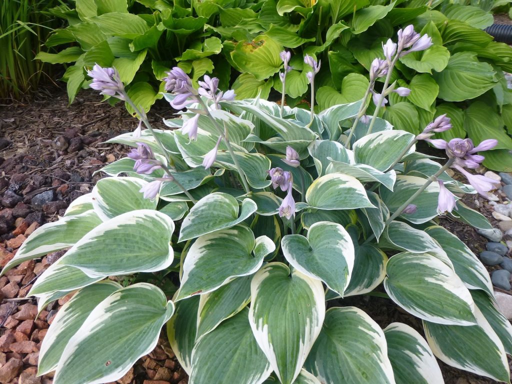 Hosta prvá fotka s popisom mrazu