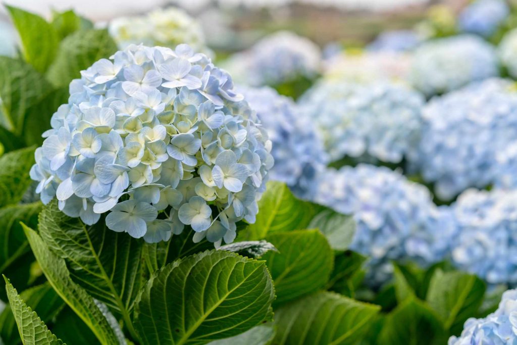 Hydrangea sundae fraise Hydrangea sundae fraise