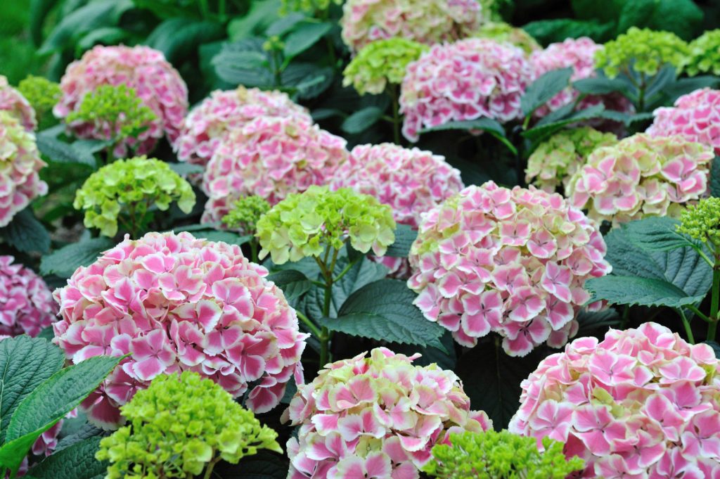 Hydrangea pepermint