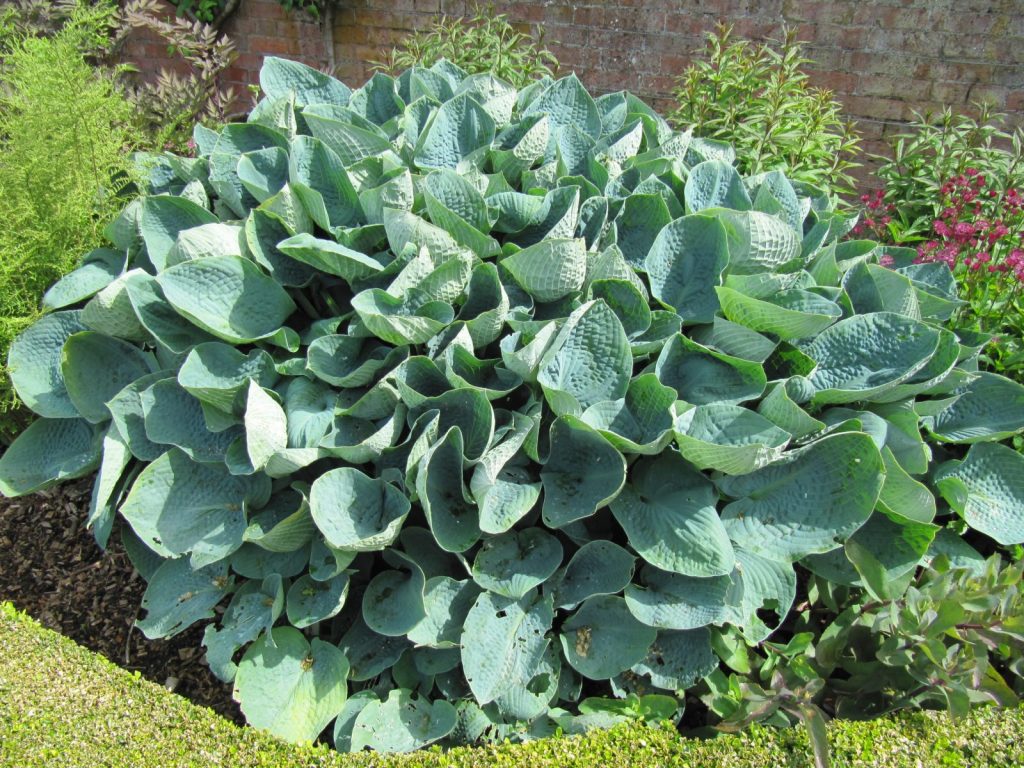 Hybridná hosta, veľký otec