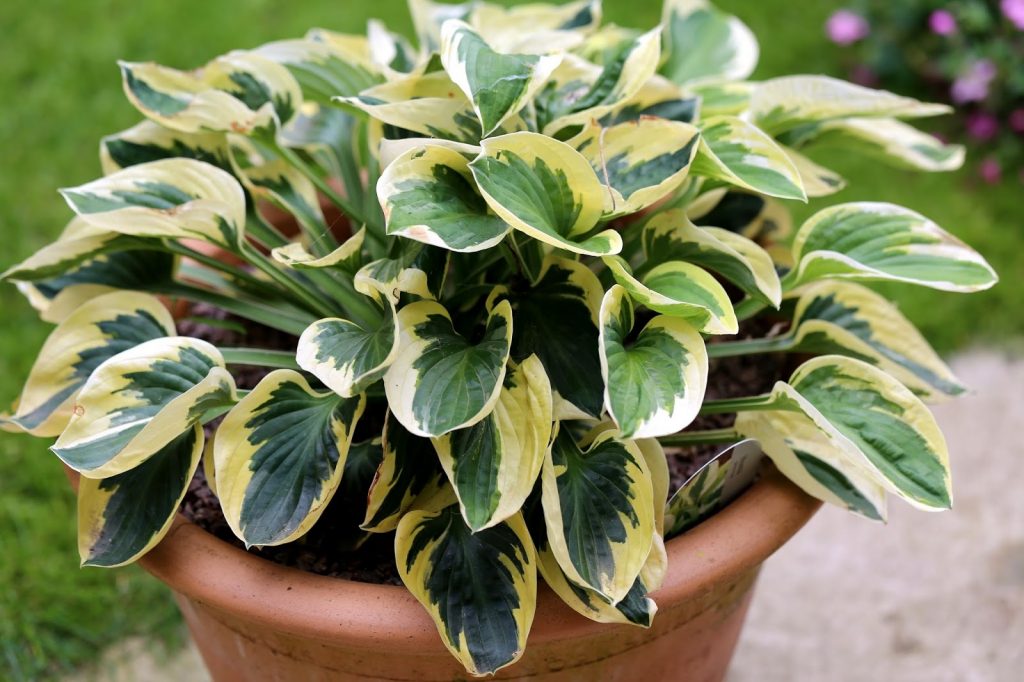 Fotografia s popisom čiapky Hosta Fotografia s popisom čiapky Hosta