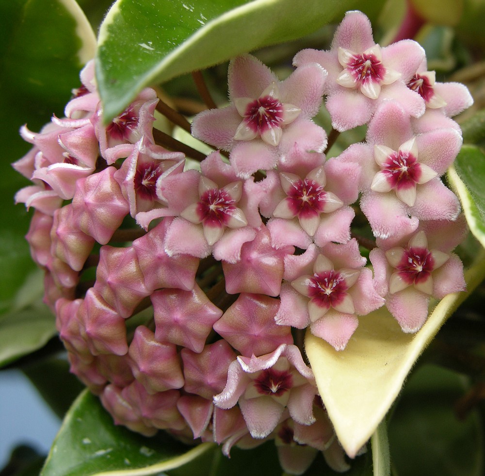 Hoya carnosa pestrá Hoya carnosa pestrá