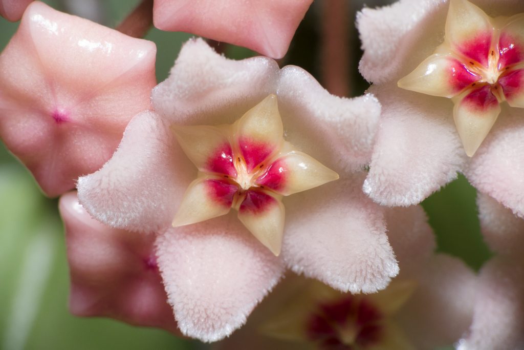 Kompaktný Hoya carnosa Kompaktný Hoya carnosa