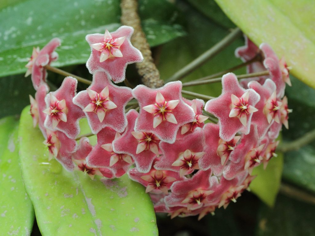 Červené tlačidlo Hoya pubicalix Červené tlačidlo Hoya pubicalix