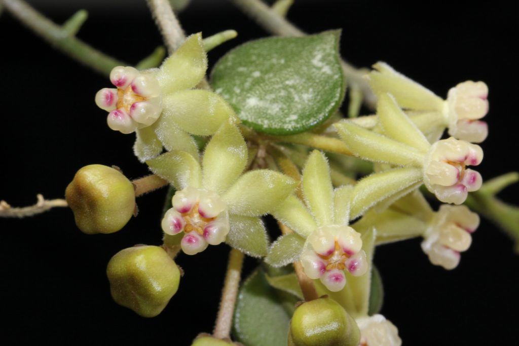 Hoya kurtisi Hoya kurtisi