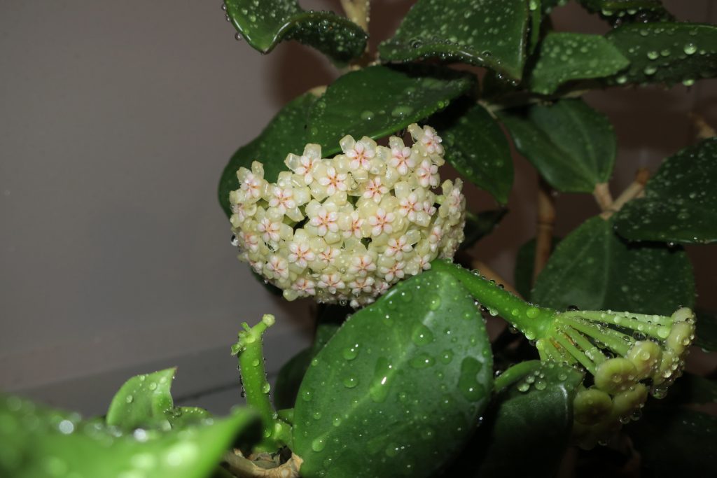 Hoya pachyclada variegata Hoya pachyclada variegata