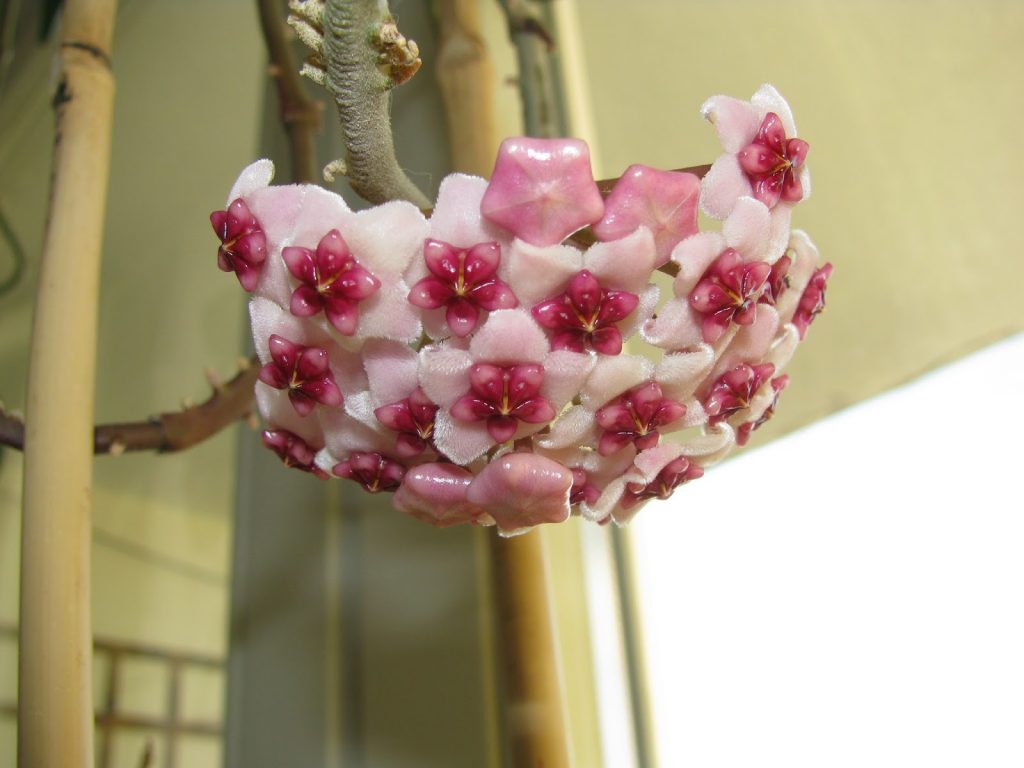 Hoya obovata pestrá